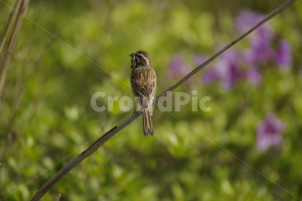 멧새,조류,산새,육추,철새,동물,animal,조류,새,birds