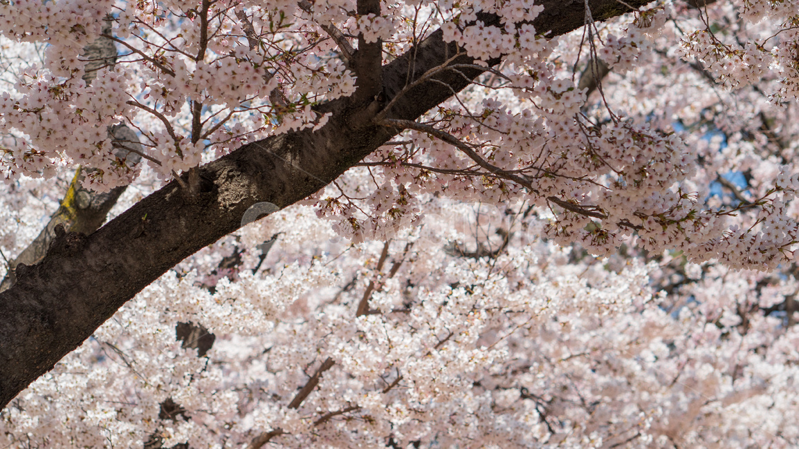 벚꽃,봄꽃,봄,자연,계절,season,spring,cherryblossoms,꽃축제,봄날,화려한,예쁜,핑크색,하얀색,파란색,파란하늘,flower,nature,garden,beautiful,공원,바탕,정원,봄하늘,나무,가로수