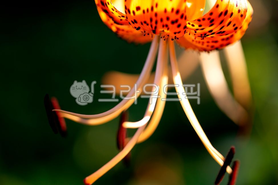 plant,식물,나리꽃,꽃술,꽃잎