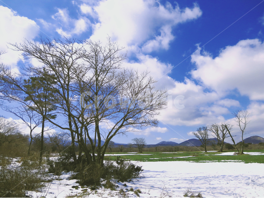 겨울,제주도,목장,나무,풍경,jejudo,landscape,tree,눈,snow,winter,jeju,제주,하늘,sky,겨울,계절,winter,season,자연,풍경,nature,landscape,제주도,jeju,jeju island,outdoors,옥외,land,땅,water,물,plant,식물