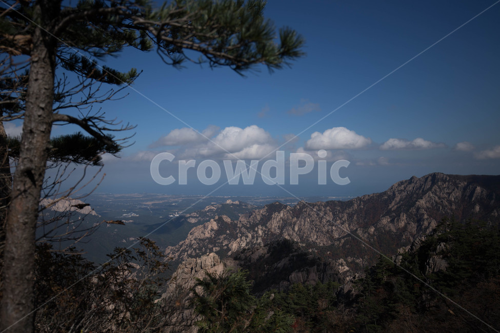 nature,tree,자연,옥외,나무,설악산,설악산1275,자연,풍경,nature,landscape,outdoors,plant,식물