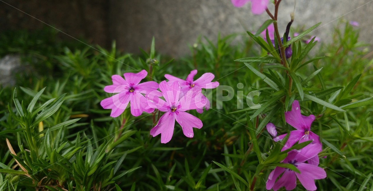 flower,꽃,blossom,식물,야생화,보라,풀,들꽃,자연