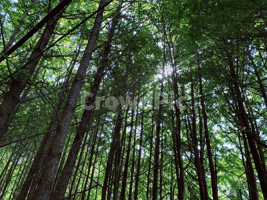 숲,나무,숲속,산림,녹음