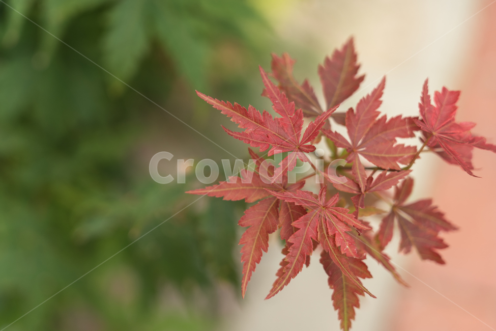 나무,나뭇잎,단풍,단풍잎,botanical,가을,계절,fall,autumn,season