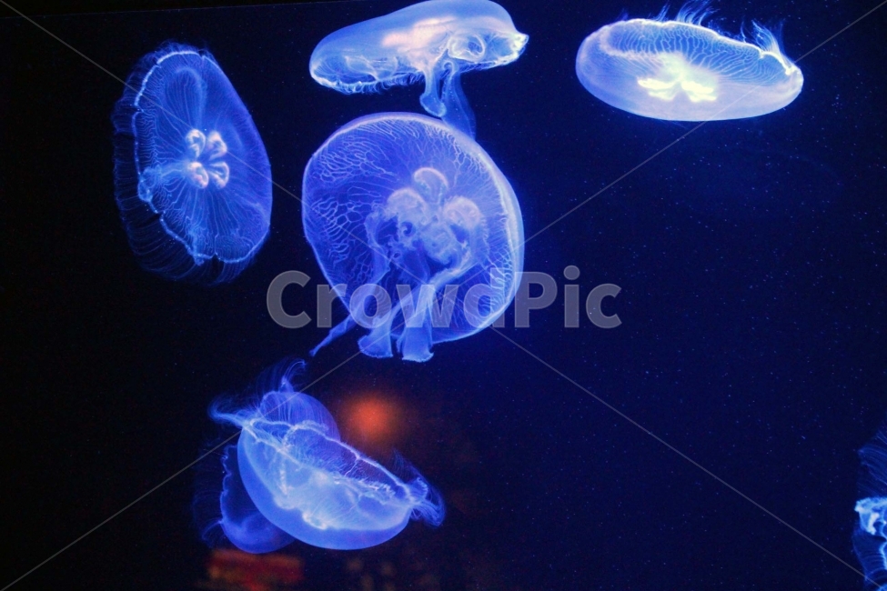 해파리,젤리피쉬,jellyfish,수족관,바다,투명,파란색,동물,물고기,동물,animal