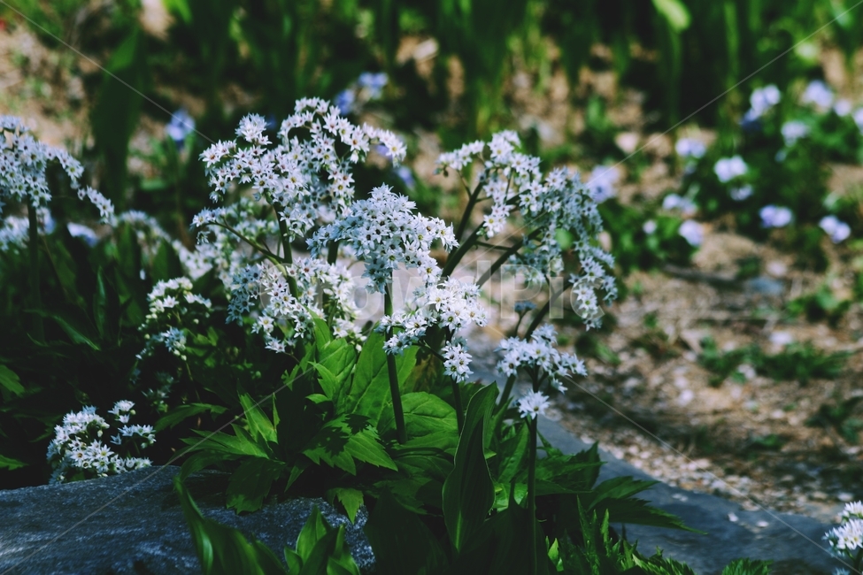 꽃,식물,flower,blossom,plant