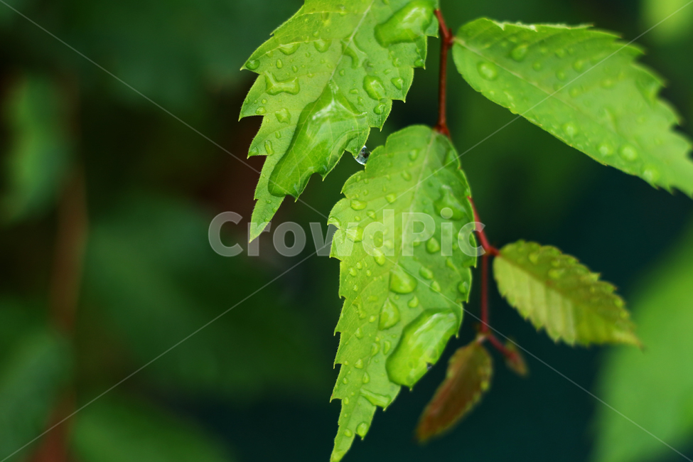 wetlesves,leaf,물방울,잎사귀,나뭇잎