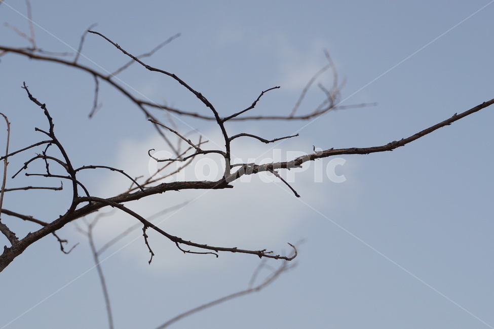 하늘,나뭇가지,3월,흰구름,파란색,파란하늘,식물,자연,plants,nature