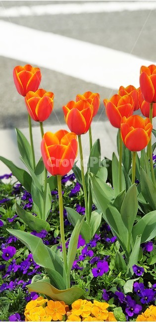 꽃,튤립,붉은꽃,보라꽃,자연,식물,flower,nature,green,purple,yellow,식물,자연,plants,nature,꽃,flower