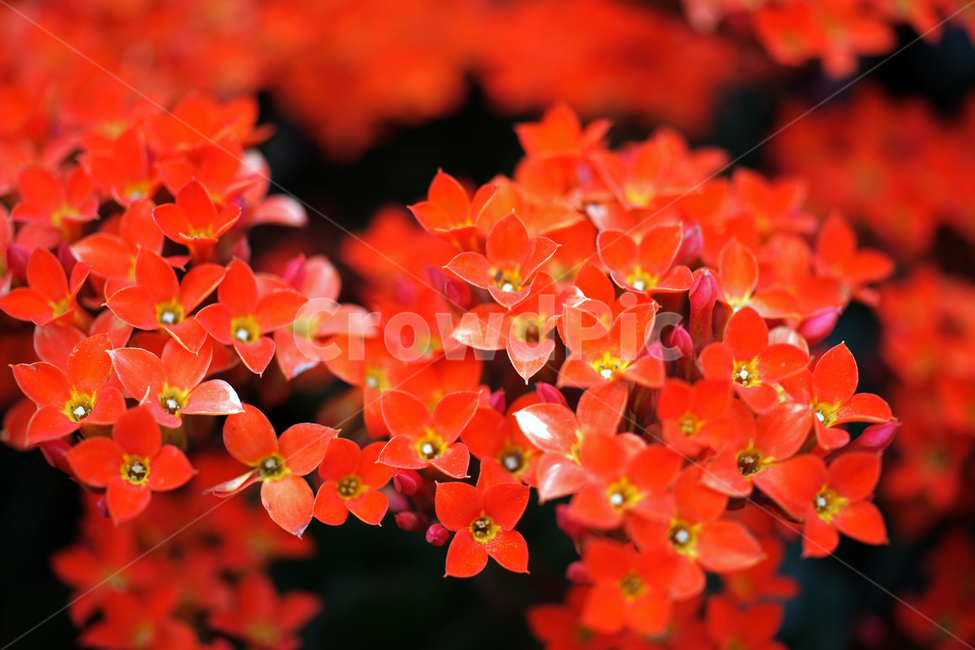 펜타스,펜타스란체올라타,아프리카,아라비아반도,이집트별꽃,꽃,화초,flower,식물,관상용,pentas,식물,자연,plants,nature,꽃,flower