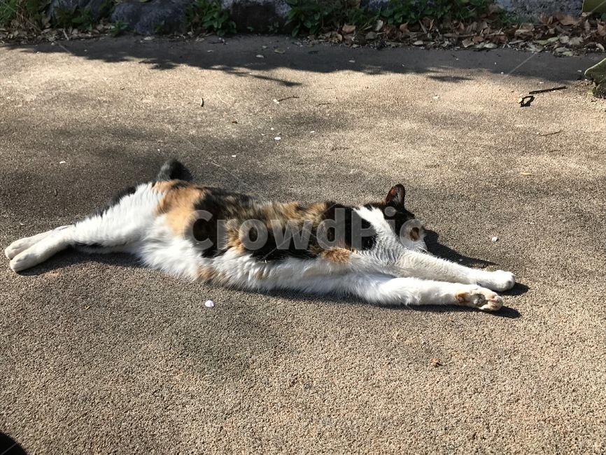 길고양이,고양이,삼색이,기지개,동물