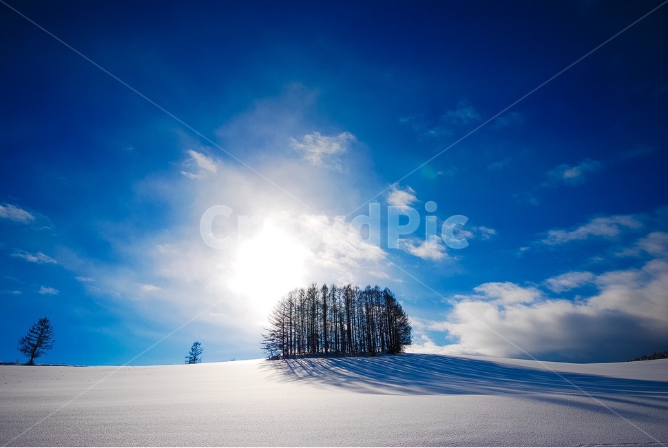 sky,pine tree,Landscape,snow scene,Snow,nature,Japan,tree,winter,Hokkaido,scenery,snow country,Sapporo,snow,Tree