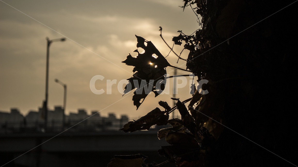 노을,미세먼지,낙엽,가을,fall,계절,도시
