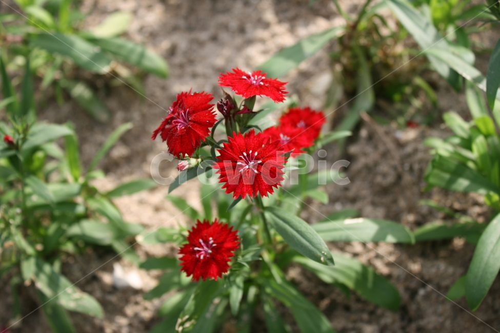 빨간꽃,꽃,자연,예쁜꽃,무슨꽃,봄,계절,spring,season,식물,자연,plants,nature,꽃,flower,plant