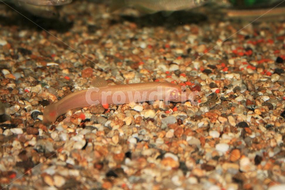 황미꾸라지,알비노,돌연변이,희귀어,미꾸리과,동물,animal,어류,물고기,fish