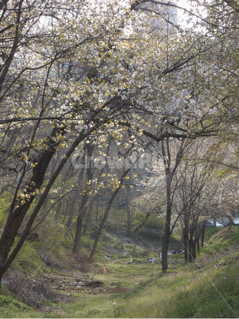 공원,봄,벚꽃,나무,숲,산책,나뭇가지,날씨,park,spring,cherryblossom,season,tree,branch,bloom,봄,계절,spring,season,자연,풍경,nature,landscape,식물,plants,꽃,flower,나무,trees,wood,plant,tree trunk,나무 줄기