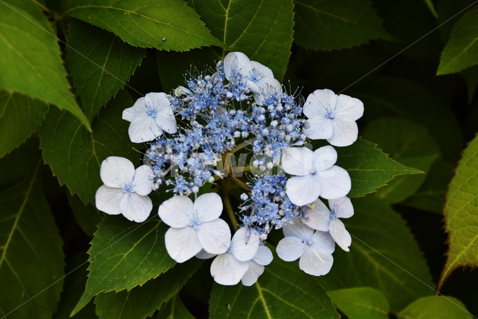 수국,hydrangea,꽃,식물,꽃잎,흰꽃