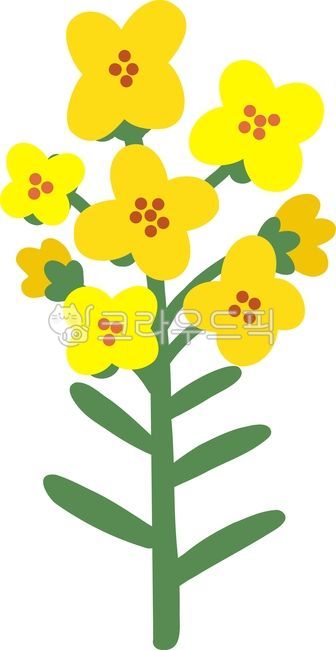 유채꽃,제주,제주도,봄꽃,꽃,꽃그림,꽃일러스트,손그림,일러스트,드로잉,봄,이벤트,행사,플로럴,플로랄,향기,향수,고향,야생화,식물,데코,꾸미기,환경판,봄환경판,다이어리꾸미기,다꾸,스티커