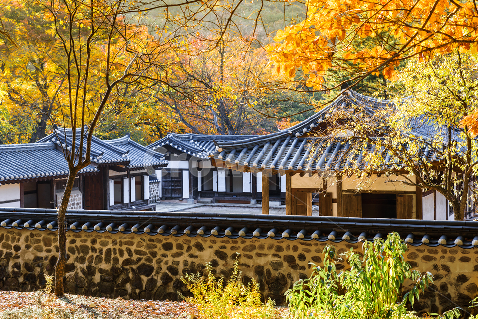 단풍,가을,재실,숲,낙엽,연못,가을,계절,fall,autumn,season,한국전통,한국문화,korean traditional,korean culture,tree,나무,plant,식물