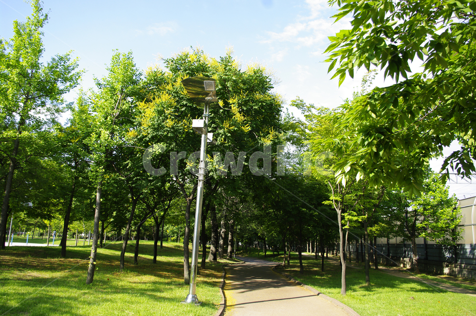 공원,나무,길,식물,신록,자연,풍경,nature,landscape,tree,plant,grass,잔디,outdoors,옥외