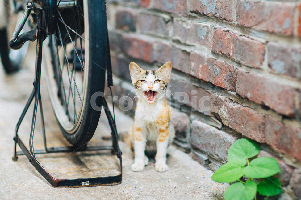고양이,캣,cat,길냥이,길고양이,길냥,냥이,고양,동물,동물,animal,포유류,mammal,고양이,cat,kitten,kitty