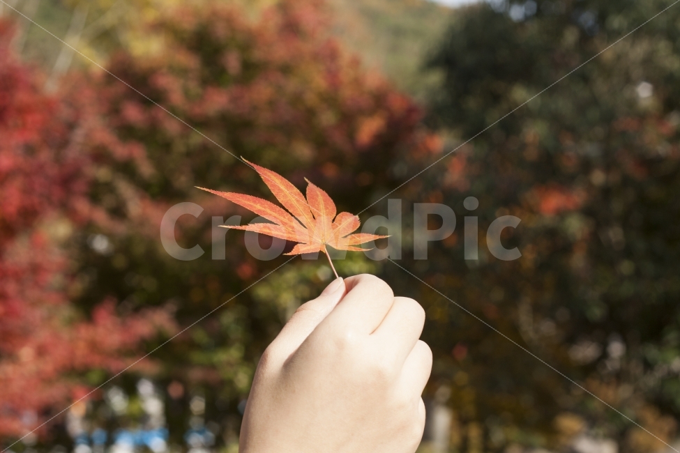 낙엽,가을,겨울,감성사진,분위기,가을,계절,fall,autumn,season,식물,자연,plants,nature,사람,인물,인간,human,person,신체일부,몸,body,leaf,잎,plant,tree,나무