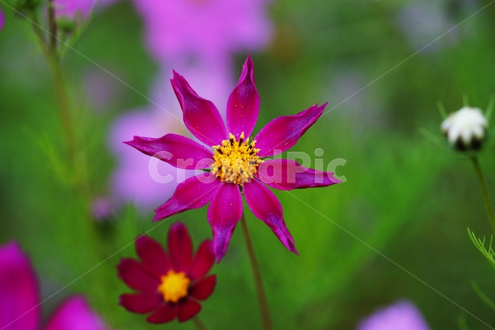 코스모스,야생화,식물,가을,아침이슬,가을,계절,fall,autumn,season,식물,자연,plants,nature,꽃,flower,plant