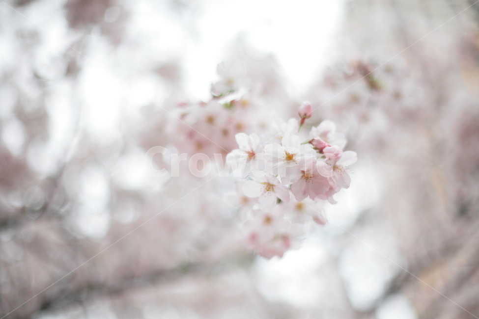 plant,식물,blossom,flower,꽃,일본,나카메구로,하나미,벚꽃,사쿠라,일본벚꽃,봄,계절,spring,season