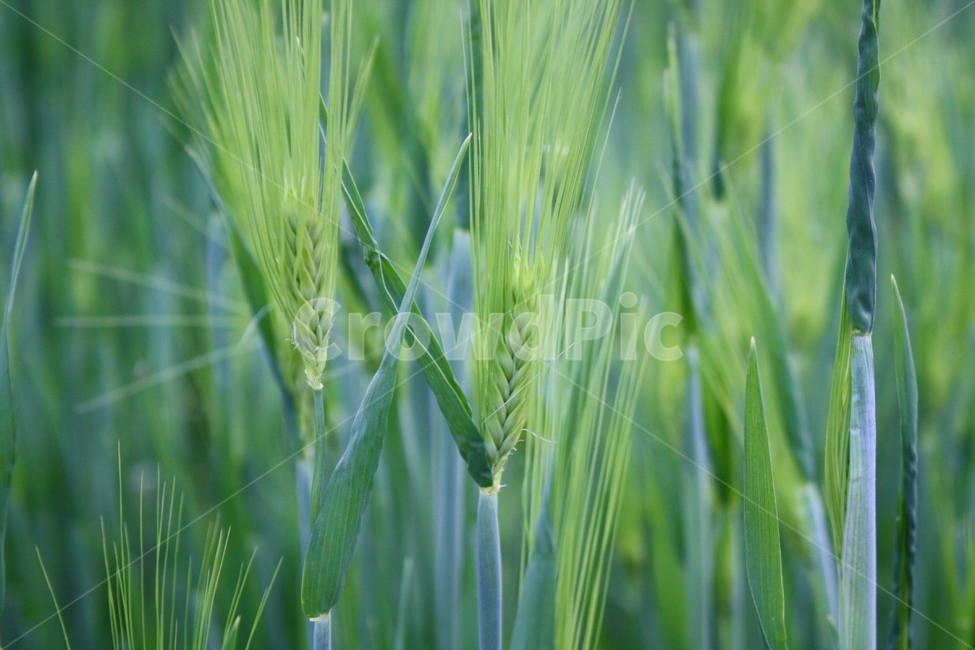 보리,보리밭,식물,plant,초록