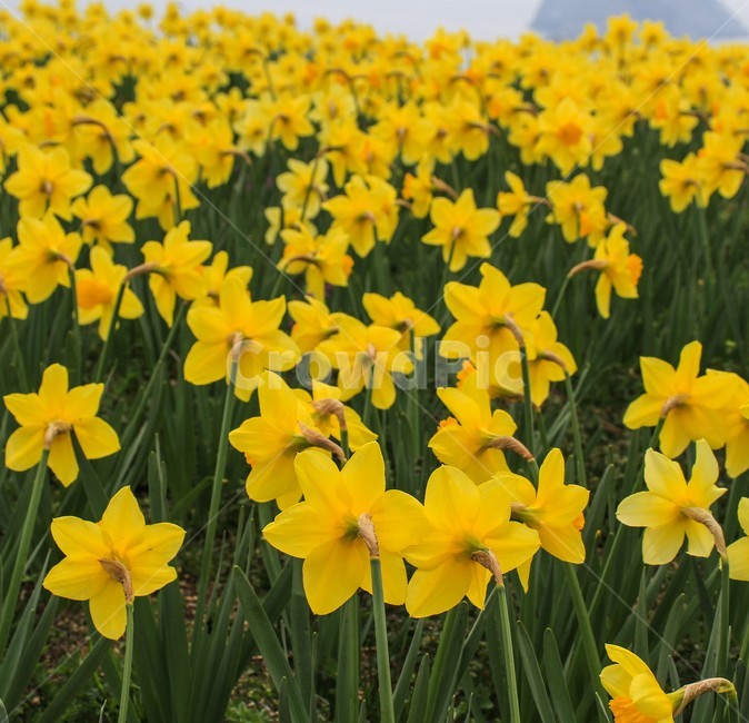 오륙도,봄,꽃,노란색,수선화,봄,계절,spring,season,식물,자연,plants,nature,꽃,flower,plant,blossom