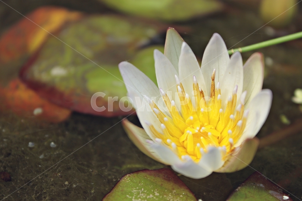 꽃,아름다움,만개,연꽃,수련,자연,beauty,flower,plant,green,감성,분위기,mood,연못,식물,자연,plants,nature,꽃,flower