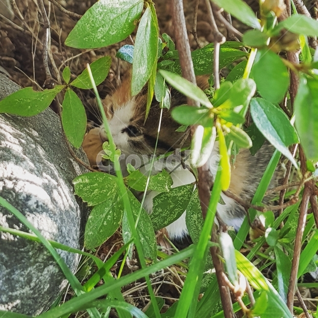 고양이,길고양이,동물,아기고양이,새끼고양이,얼룩고양이,학교,풀,동물,animal,포유류,mammal,고양이,cat,kitten,kitty