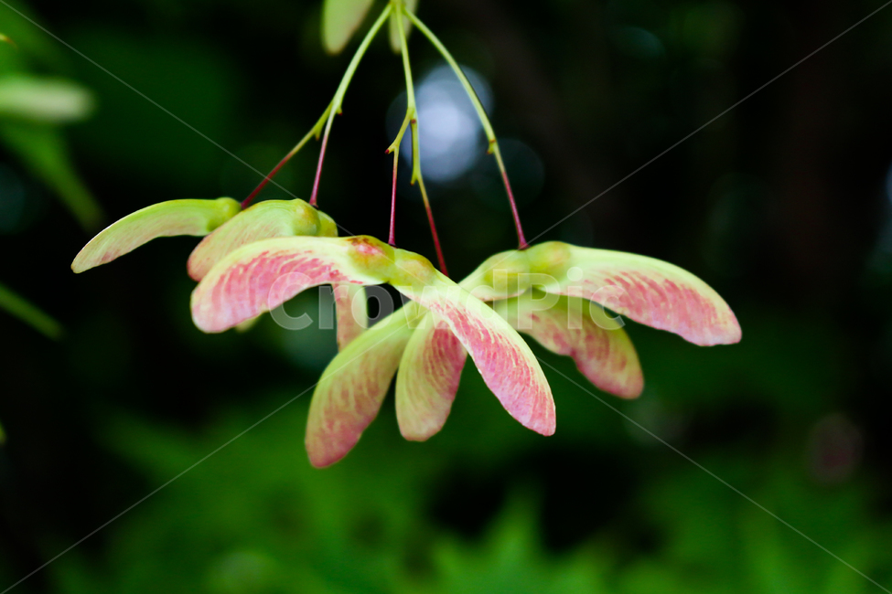plant,leaf,flower,나뭇잎,식물,꽃,식물,자연,plants,nature,꽃,flower