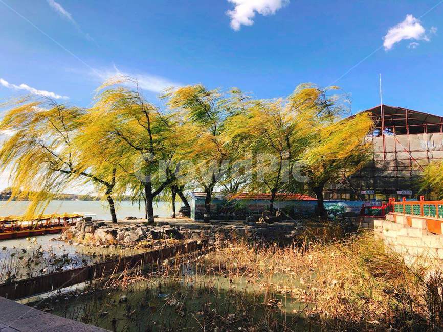 느티나무,흔들리는나무,바람,yiheyuan,이화원,자연,풍경,nature,landscape,tree,나무,plant,식물