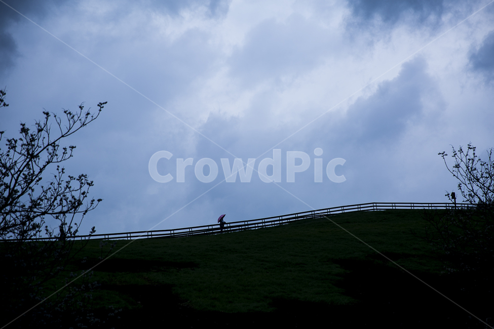 Gangwondo,shower,flock of sheep,sheep ranch,summer