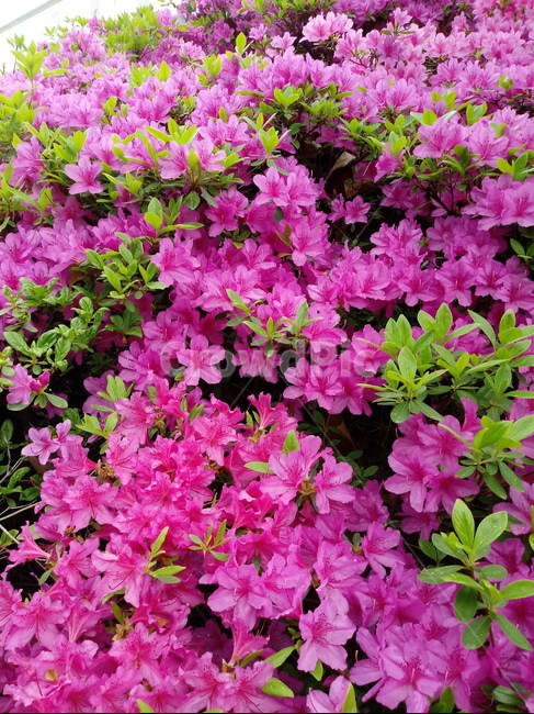 철쭉,smilerosebay,진달래과,식물,봄꽃,개꽃나무,springseasonflower,척촉화,낙엽관목,관상용