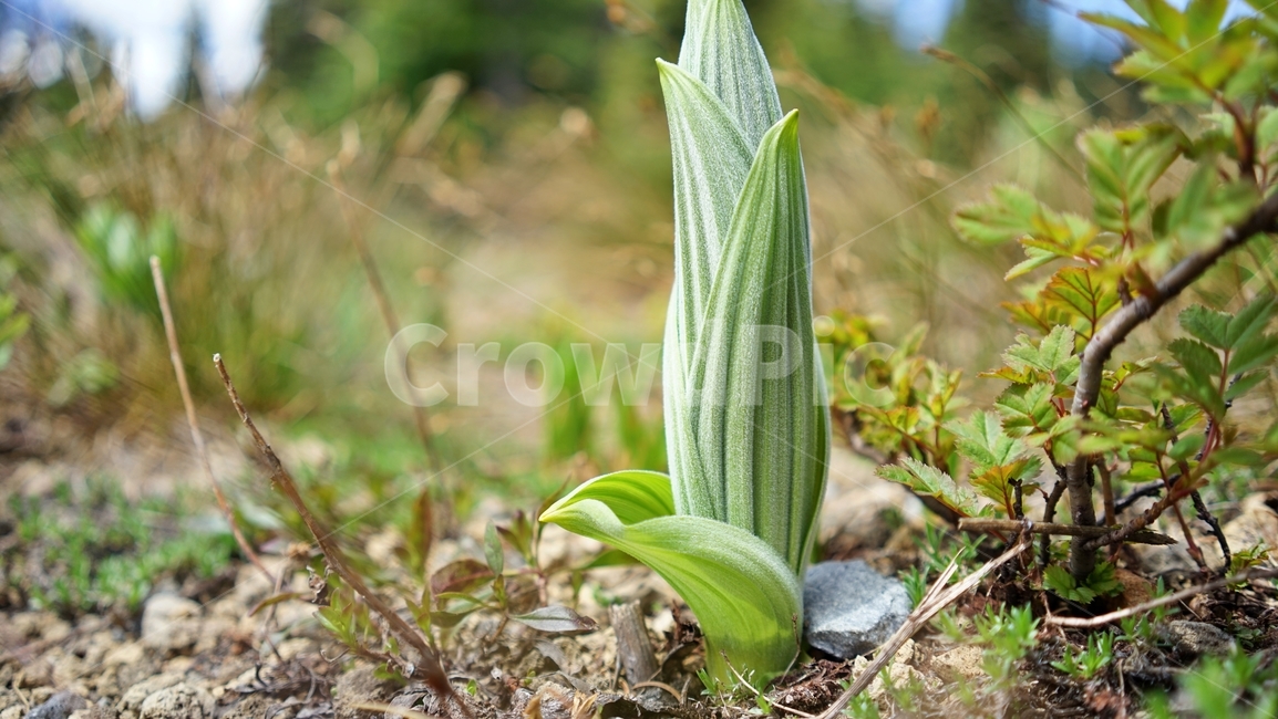 mtrainier,레이니어산,파라다이스,새싹,paradise,spring,식물,자연,plants,nature