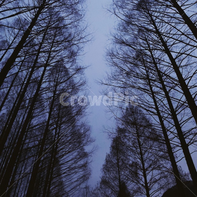 자연,힐링,나무,밤,겨울,자연,풍경,nature,landscape,나무,trees,wood,tree,plant,식물,fir,전나무