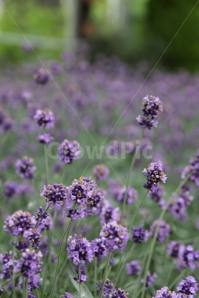 자연,꽃,식물,풍경,들꽃,식물,자연,plants,nature,꽃,flower