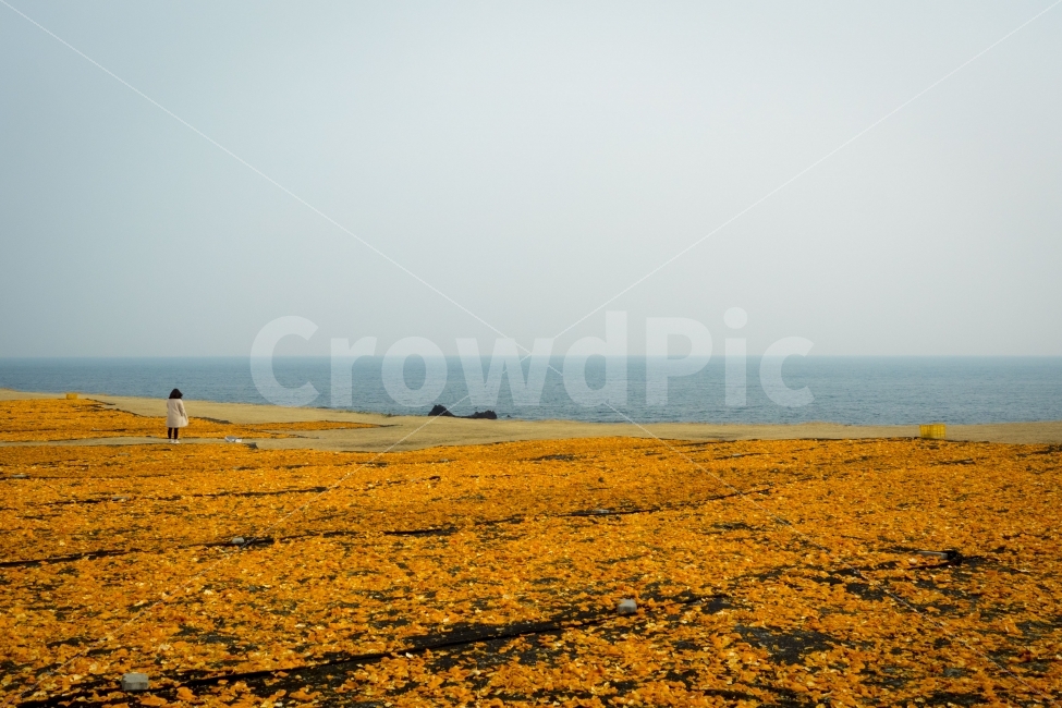 제주,신천목장,감귤,귤,바다,색감,이색적인,감성적인,풍경,jeju,tangerine,sea,colors,colours,landscape,자연,풍경,nature,landscape,제주도,jeju,jeju island,land,땅,outdoors,옥외