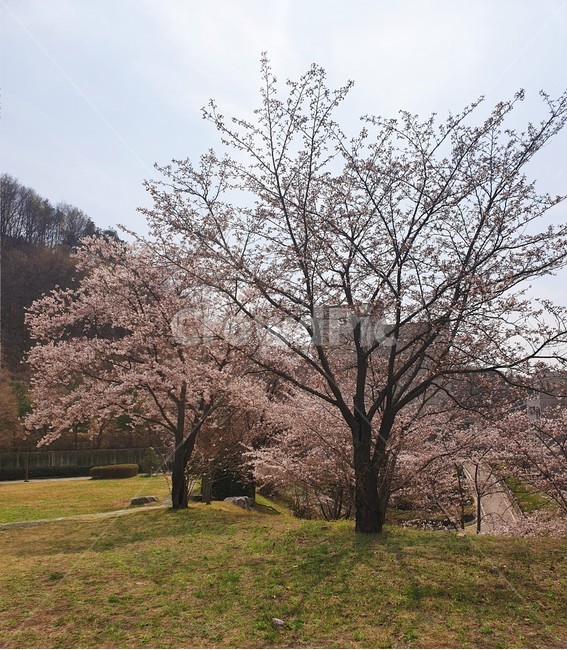 벚꽃,학교,나무,분홍,하늘,배경,봄,화창함,따뜻함,봄,계절,spring,season,자연,풍경,nature,landscape,plant,식물