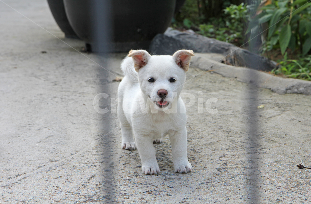 강아지,개,동물,흰개,dog,puppy,백구,동물,animal,포유류,mammal,개,강아지,dog,doggy