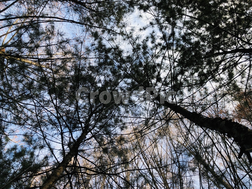 나무,하늘,등산,산책,맑은,자연,풍경,nature,landscape,tree,plant,식물,tree trunk,나무 줄기