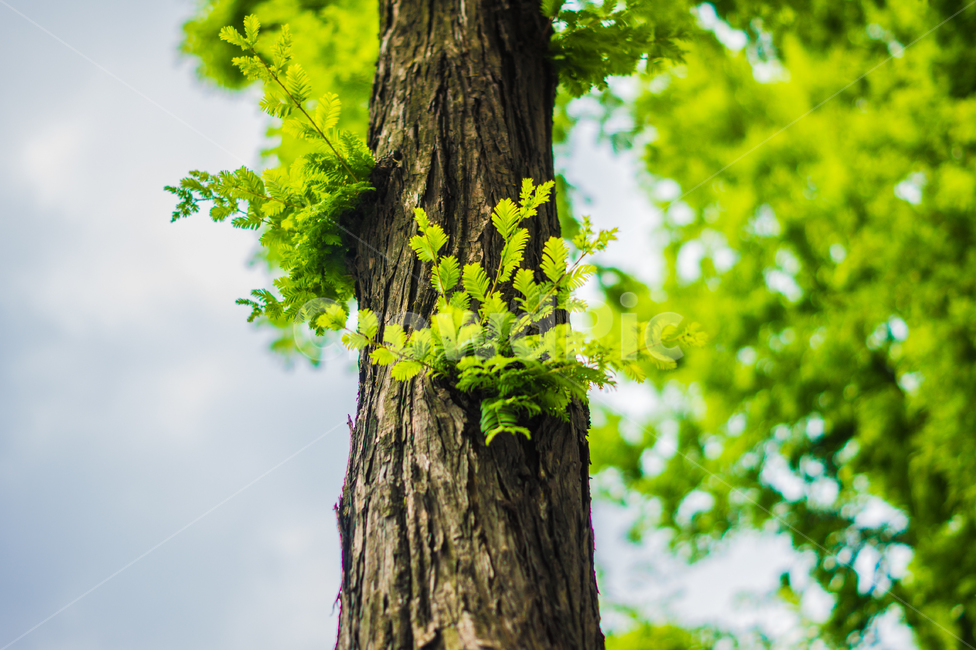 tree,나무,treetrunk,나무줄기,plant,식물,wood,자연,nature,식물,자연,plants,nature,나무,trees,wood