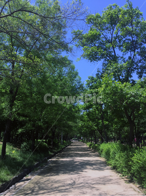 여름,서울숲,나무,맑음,길,색감,자연,nature,green,서울,초록