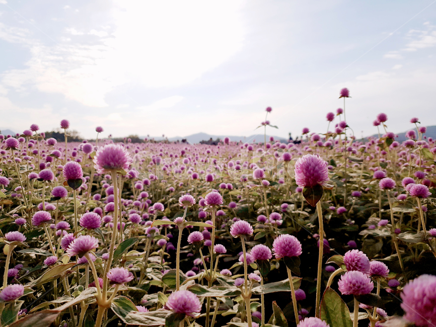 꽃,꽃밭,분홍색,식물,풀,자연,분홍색꽃,자연,풍경,nature,landscape,식물,plants,꽃,flower,plant,blossom