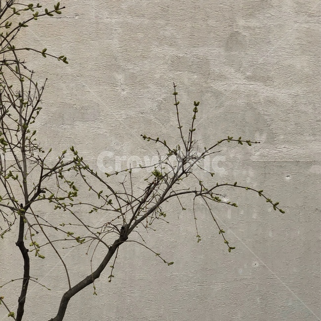 봄,꽃,나무,자연,flower,벽,벽돌