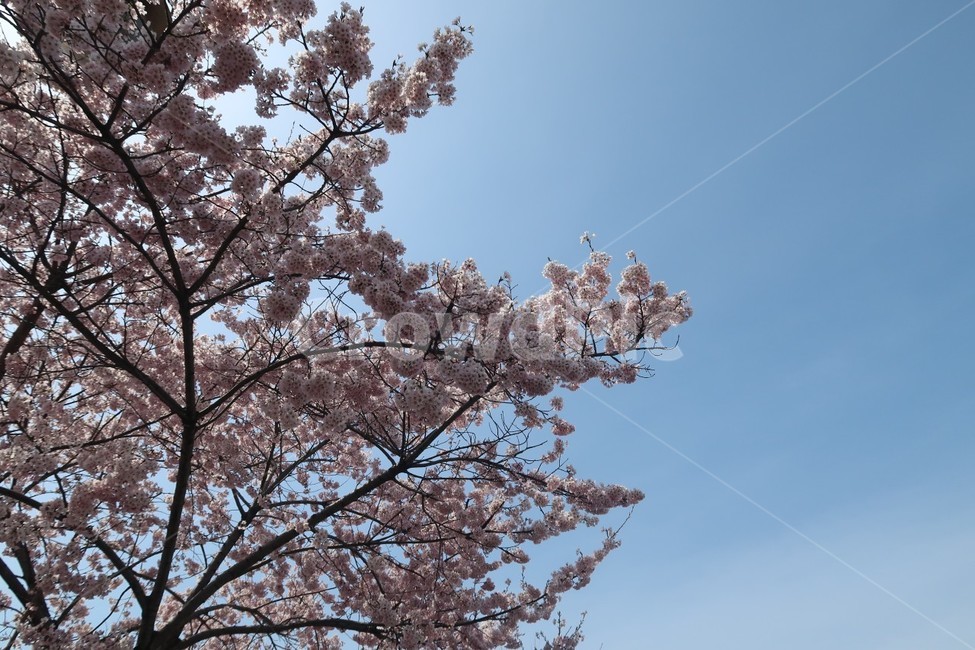 벛꽃,꽃,벚꽃나무,봄,여의도벚꽃,봄,계절,spring,season,plant,식물,blossom,flower