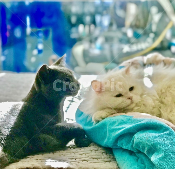 고양이,냐옹이,애완동물,반려동물,cat,집사,터키쉬앙고라,러시안블루
