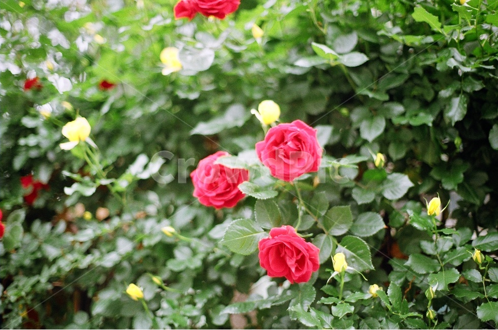 봄,꽃,장미,꽃사진,붉은장미,식물,자연,plants,nature,꽃,flower